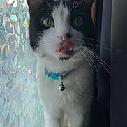 Dagger joined the competition — help win amazing prizes! animal, bell, black_and_white, cat, close_up, collar, curious, cute, domestic_cat, ears, frosted_glass, fur, green_eyes, indoor, pet, playful, standing, tongue_out, whiskers, window
