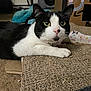 Dagger is registered to the contest to win money with this photo: animal, black_and_white, cardboard_box, carpet, cat, close_up, collar, curious, feline, floor, fur, household, indoor, laying_down, paw, pet, relaxing, scratching_pad, toy, whiskers