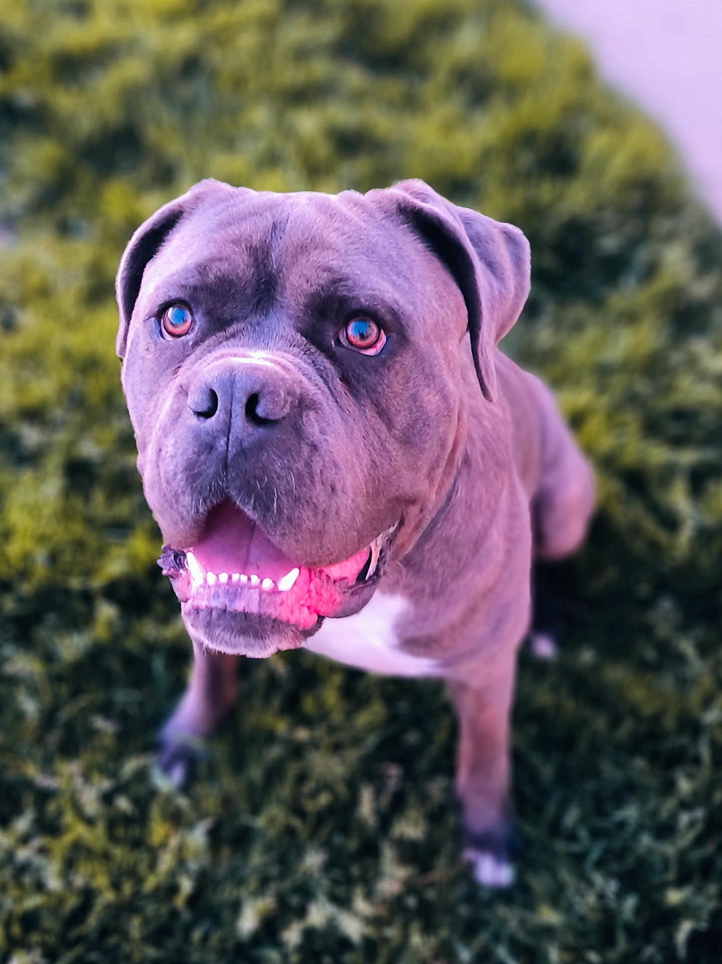 Usko