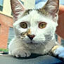 Lilian is registered to the contest to win money with this photo: abyssinian, angora, animal, cat, city, kitten, manx, pet, siamese, white