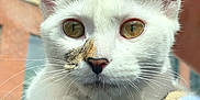 Lilian joined the competition — help win amazing prizes! abyssinian, angora, animal, cat, city, kitten, manx, pet, siamese, white