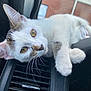 Lilian joined the competition — help win amazing prizes! abyssinian, alloywheel, angora, animal, car, carwheel, cat, chair, furniture, homedecor, kitten, machine, manx, pet, siamese, spoke, tire, transportation, vehicle, wheel