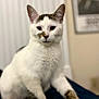 abyssinian, angora, animal, cat, kitten, manx, pet, siamese, white