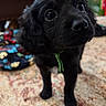 puppy, dog, black_dog, pet, animal, floppy_ears, wide_eyes, black_fur, collar, standing, indoor, living_room, rug, carpet, home, portrait, close_up, cute, playful, photography
