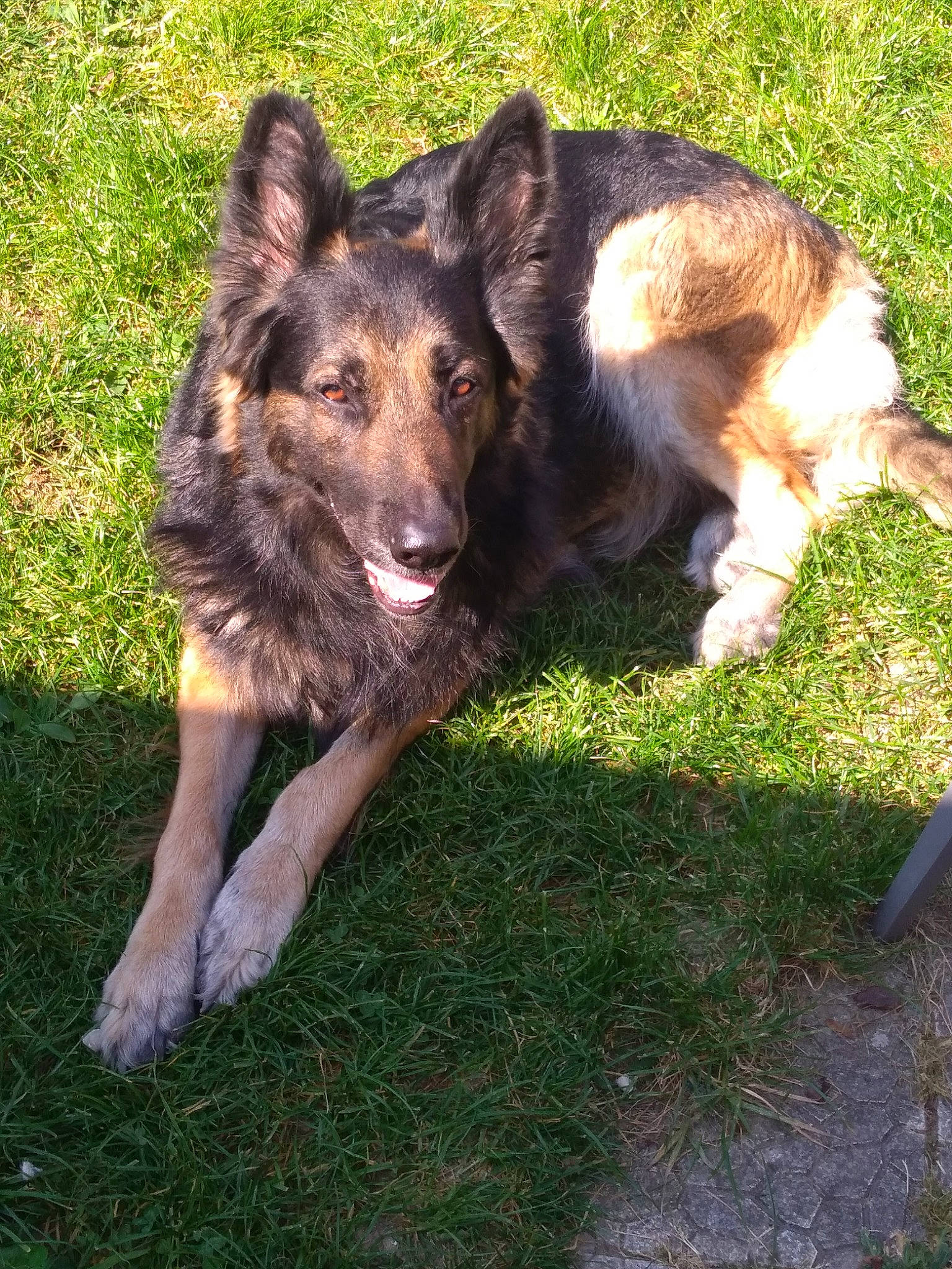 Héros participe au concours pour gagner de l'argent avec cette photo : belgian_shepherd, bohemian_shepherd, canidae, carnivore, companion_dog, dog, dog_breed, east_european_shepherd, german_shepherd_dog, herding_dog, king_shepherd, koolie, mammal, old_german_shepherd_dog, rare_breed_dog, shiloh_shepherd_dog, sporting_group, tervuren, vertebrate, working_dog