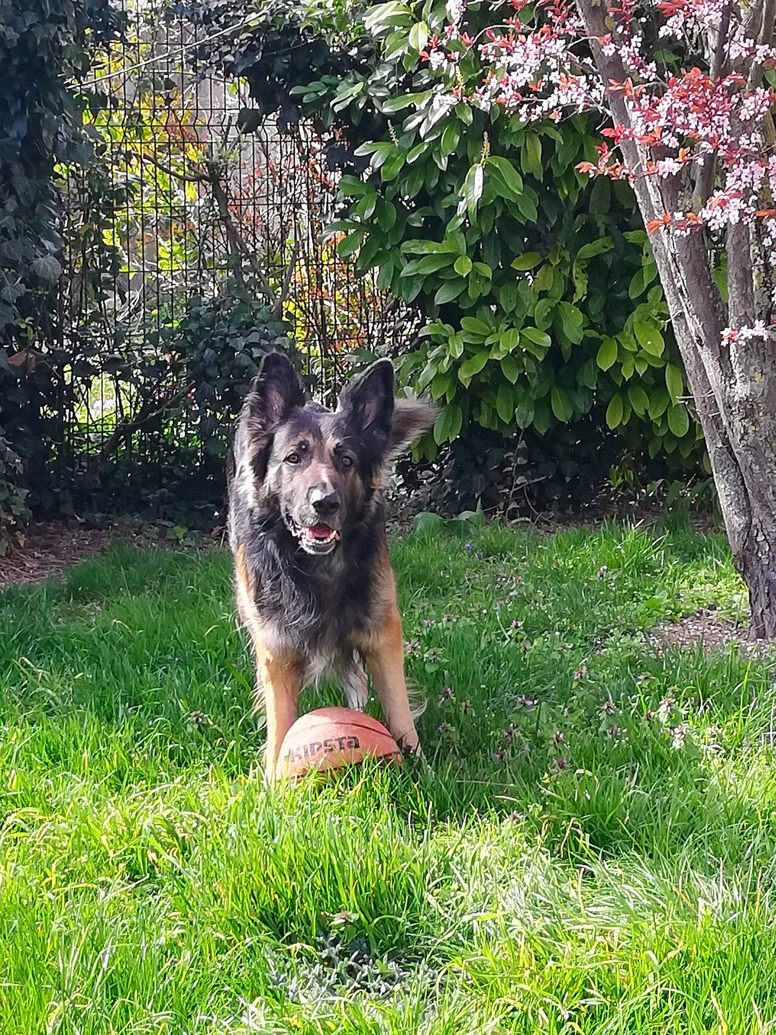 Héros participe au concours pour gagner de l'argent avec cette photo : bohemian_shepherd, canidae, carnivore, dog, dog_breed, german_shepherd_dog, grass, king_shepherd, kunming_wolfdog, mammal, old_german_shepherd_dog, plant, rare_breed_dog, shiloh_shepherd_dog, sporting_group, vertebrate, working_dog