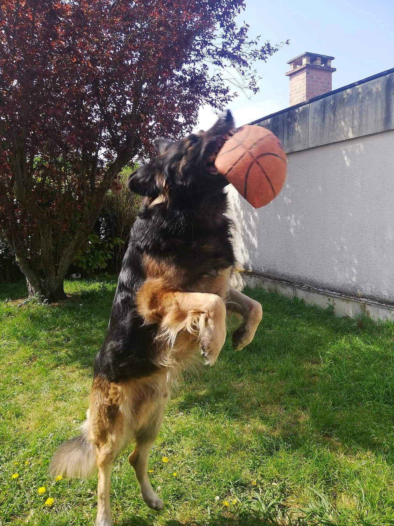 Héros a rejoint le concours — aidez-le/la à gagner de superbes lots ! canidae, carnivore, disc_dog, dog, dog_breed, german_shepherd_dog, king_shepherd, mammal, old_german_shepherd_dog, police_dog, sporting_group, tail, vertebrate, working_dog