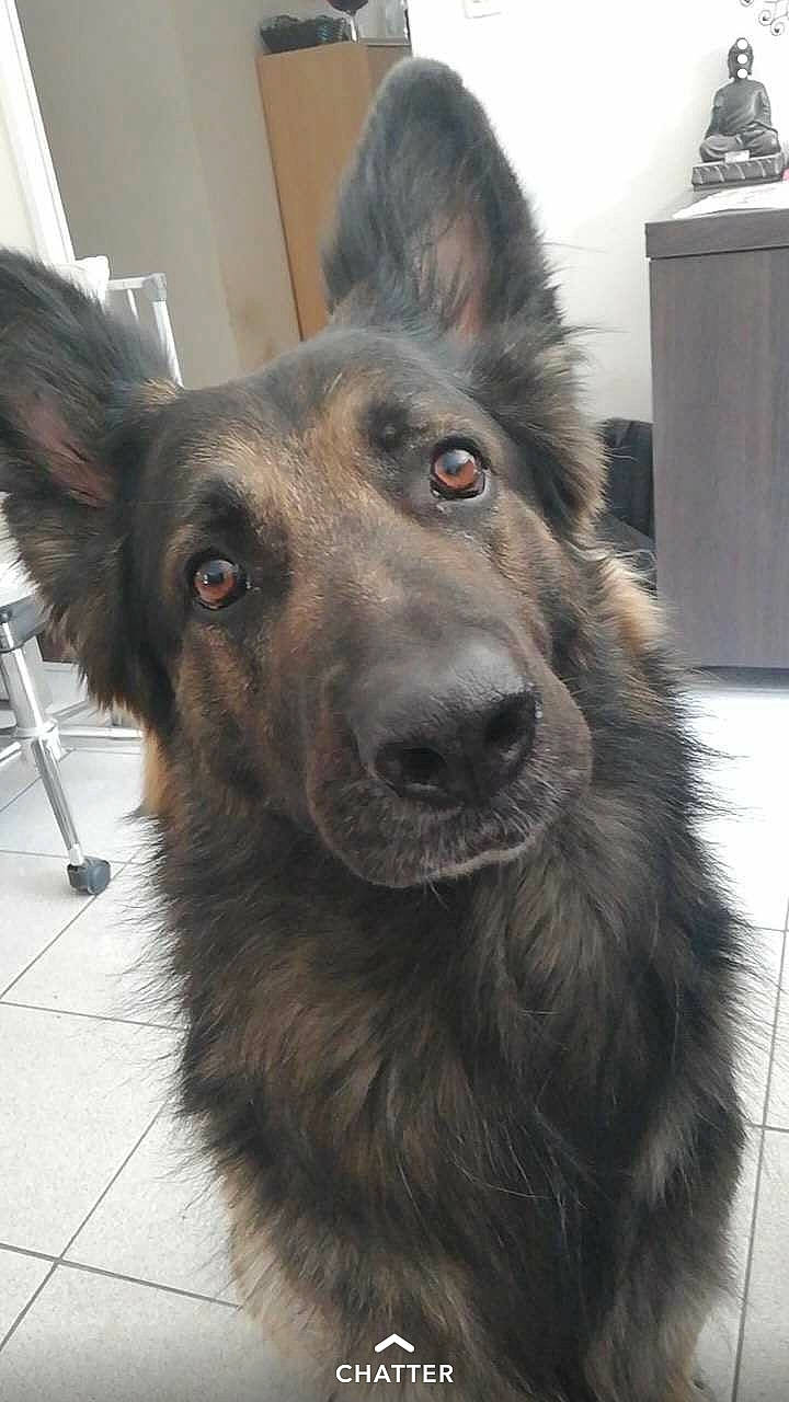 Héros participe au concours pour gagner de l'argent avec cette photo : belgian_shepherd, bohemian_shepherd, canidae, carnivore, dog, dog_breed, groenendael, king_shepherd, mammal, mudi, old_german_shepherd_dog, rare_breed_dog, shiloh_shepherd_dog, snout, tervuren, vertebrate