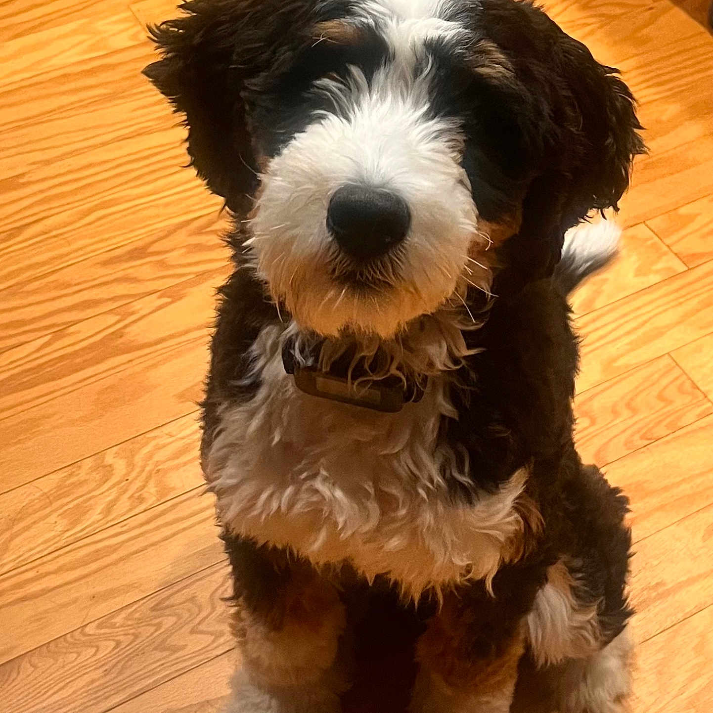 Wesley is registered to the contest to win money with this photo: dog, puppy, black, white, brown, fluffy, fur, collar, indoor, wooden_floor, pet, cute, sitting, looking_up, animal, companion, canine, young_dog, adorable, friendly
