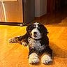 dog, bernese_mountain_dog, bernese_puppy, puppy, canine, pet, indoor, wooden_floor, kitchen, refrigerator, relaxed, lying_down, fur, black_fur, white_fur, brown_fur, household, domestic_animal, companion, sunlight