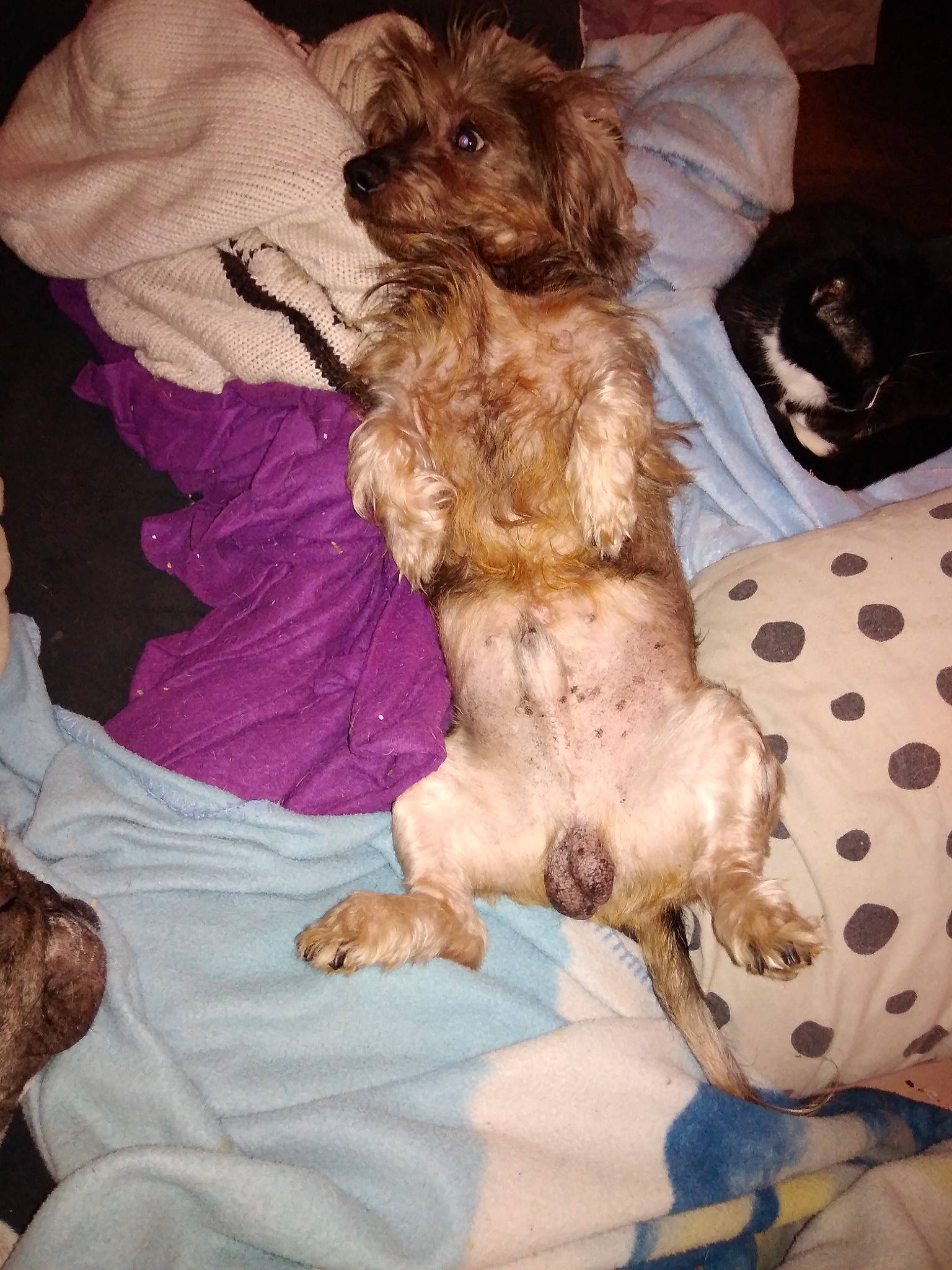 Gjacob a rejoint le concours — aidez-le/la à gagner de superbes lots ! australian_silky_terrier, bolonka, cairn_terrier, carnivoran, cavachon, cavapoo, cockapoo, companion_dog, dog, dog_breed, dog_breed_group, dog_like_mammal, havanese, morkie, poodle_crossbreed, puppy, schnoodle, terrier, vertebrate, yorkshire_terrier