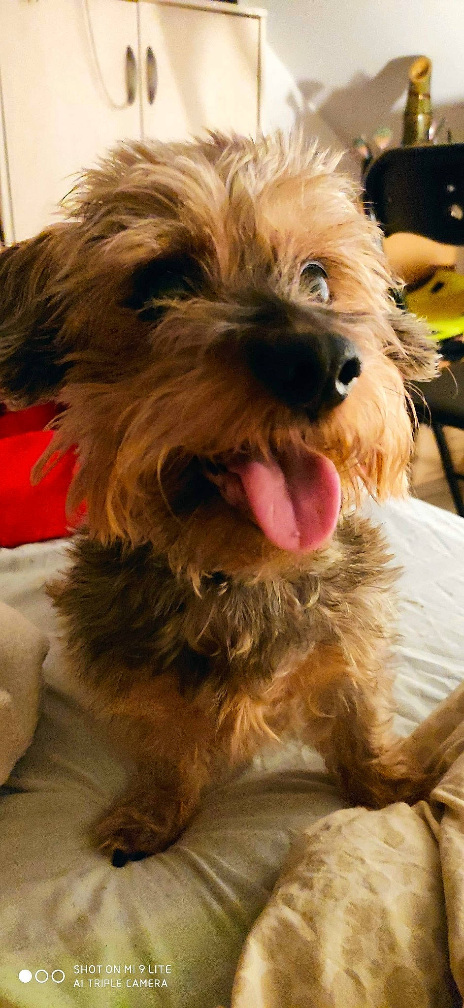 Gjacob participe au concours pour gagner de l'argent avec cette photo : canidae, carnivore, companion_dog, dog, dog_breed, dog_supply, fur, liver, mammal, pet_supply, small_terrier, snout, sporting_group, terrier, tongue, toy_dog, vertebrate, water_dog, working_animal, yorkipoo