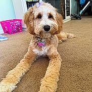 Bella joined the competition — help win amazing prizes! dog, puppy, carpet, indoor, pet, fluffy, bow, brown, cute, animal, laying_down, floor, collar, tag, home, laundry_basket, fireplace, cozy, fur, ears
