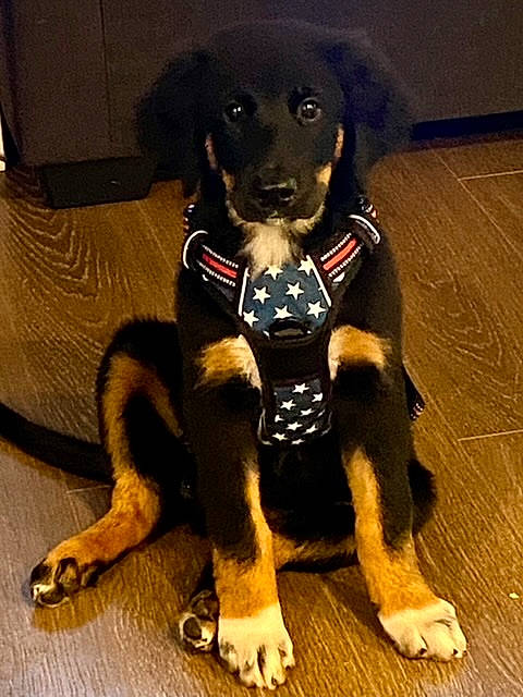 Cooper joined the competition — help win amazing prizes! canidae, carnivore, collar, companion_dog, dog, dog_breed, dog_collar, fawn, flooring, fur, guard_dog, hunting_dog, paw, pet_supply, snout, sporting_group, tail, terrestrial_animal, working_animal, working_dog