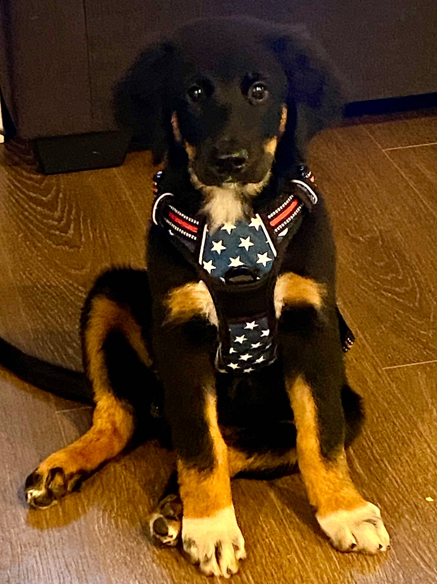 Cooper is registered to the contest to win money with this photo: canidae, carnivore, collar, companion_dog, dog, dog_breed, dog_collar, fawn, flooring, fur, leash, liver, paw, pet_supply, snout, sporting_group, tail, terrestrial_animal, working_animal, working_dog