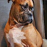 Knox is registered to the contest to win money with this photo: animal, boxer, brown, chair, closeup, companion, dog, domestic_animal, ears, fur, furniture, indoor, looking_away, muscular, pet, portrait, sitting, snout, white, wrinkles