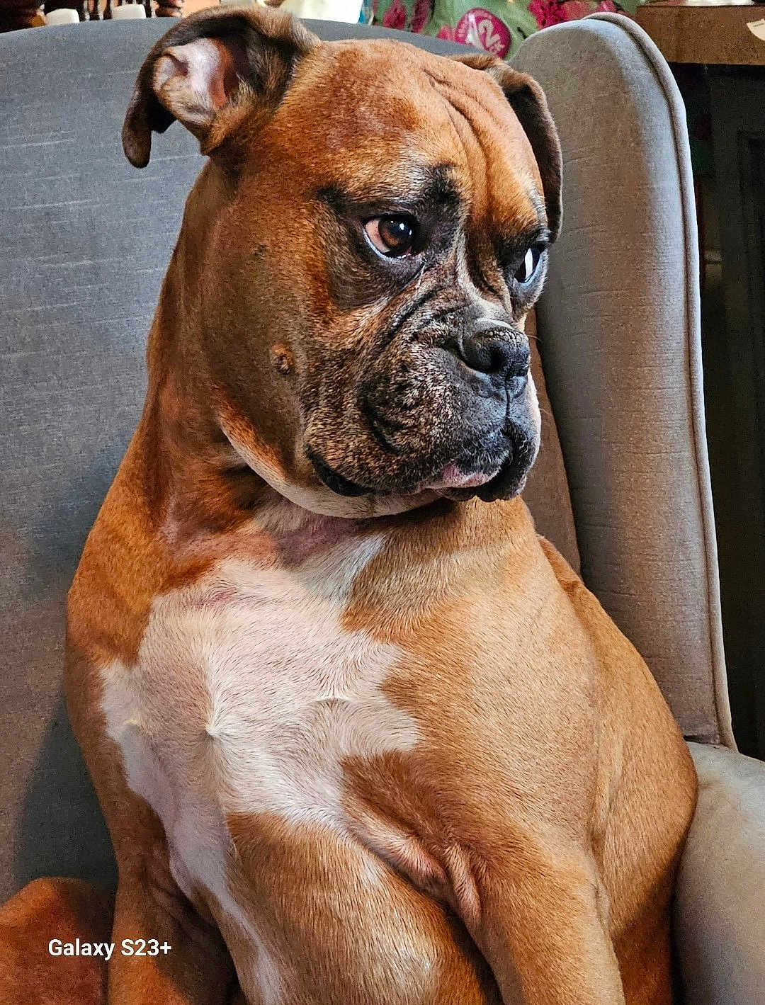 Knox