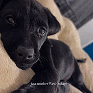 Lux joined the competition — help win amazing prizes! puppy, dog, black_dog, sleeping, lying_down, close_up, pet, animal, fur, black_fur, brown_blanket, cozy, home, indoor, portrait, cute, calm, snout, companionship, text_overlay
