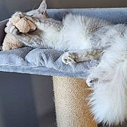 Iris joined the competition — help win amazing prizes! cat, fluffy, plush_toy, cat_tree, gray, cozy, feline, resting, paws, fur, indoor, pet, cuddle, soft, relaxing, toy, animal, sleepy, cute, mammal