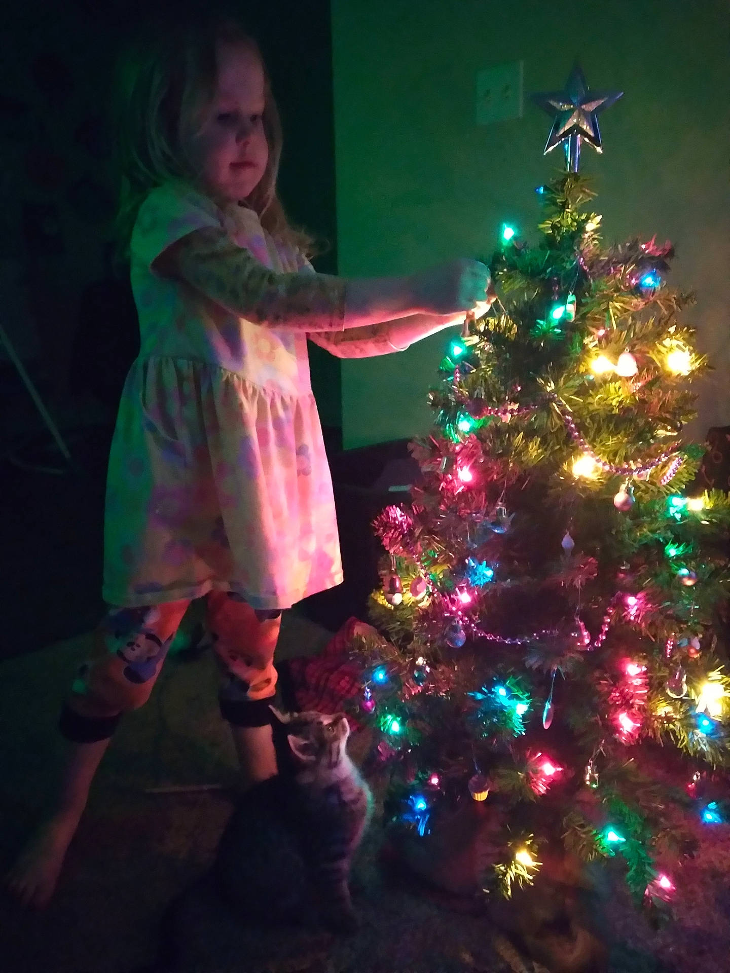 Freyja joined the competition — help win amazing prizes! accessories, animal, cat, child, christmas, christmasdecorations, christmastree, face, female, festival, girl, head, lighting, ornament, person, pet, photography, plant, portrait, tree