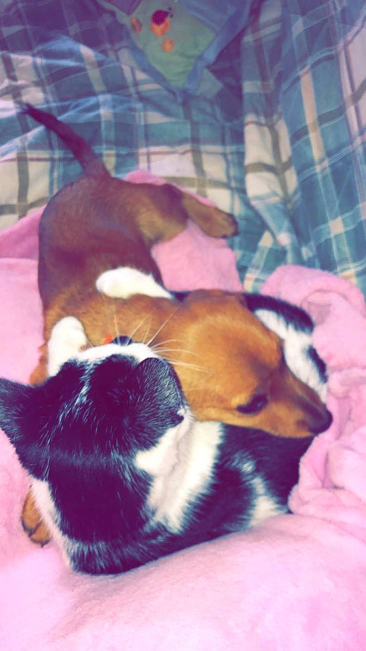 Raven participe au concours pour gagner de l'argent avec cette photo : canidae, carnivore, comfort, companion_dog, dog, dog_breed, fawn, finnish_hound, fur, hound, mammal, nap, paw, puppy, scent_hound, snout, sporting_group, tail, terrestrial_animal, whiskers