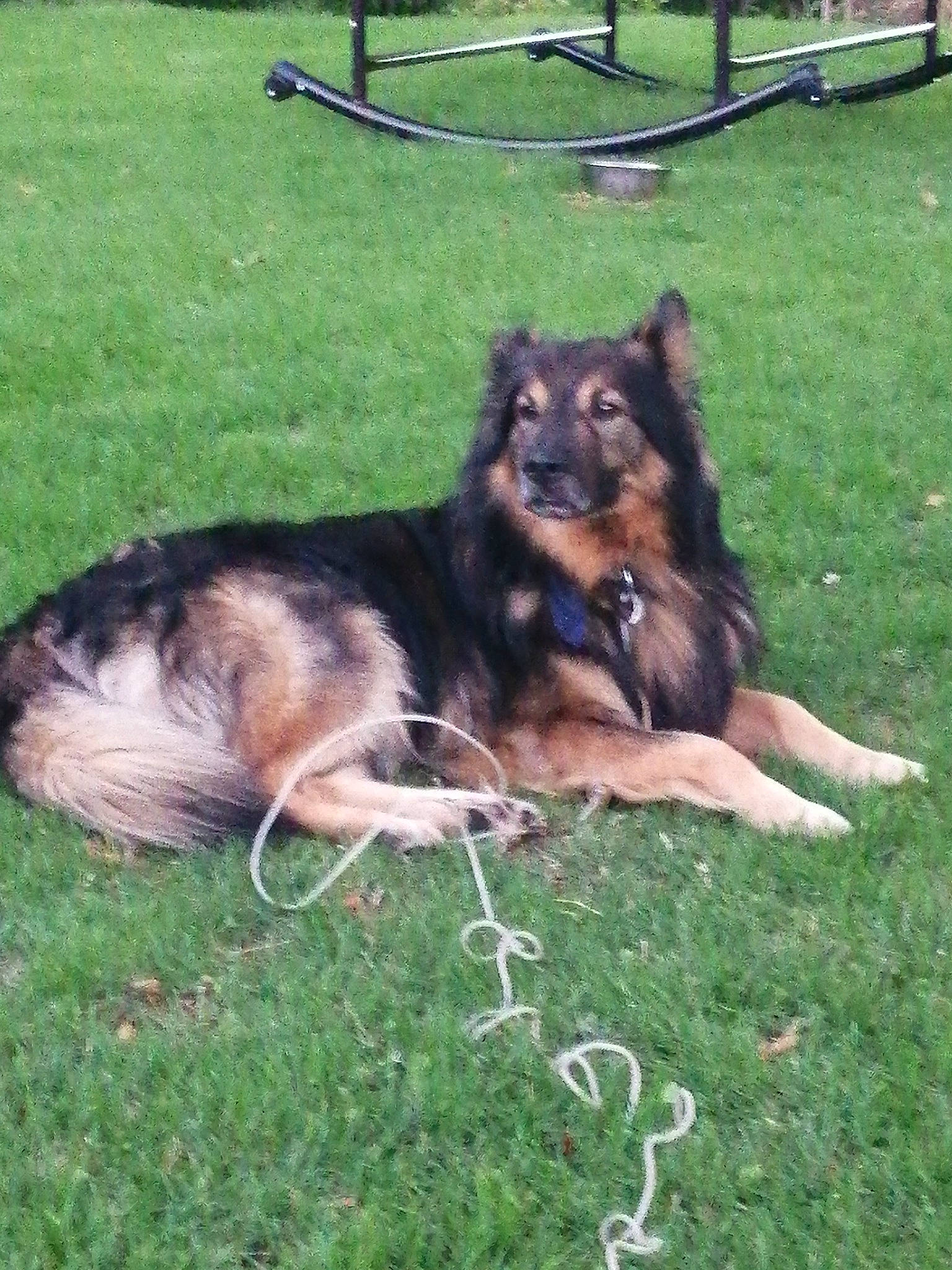 Nanouk a rejoint le concours — aidez-le/la à gagner de superbes lots ! canidae, carnivore, companion_dog, dog, dog_breed, east_european_shepherd, grass, guard_dog, herding_dog, king_shepherd, lawn, old_german_shepherd_dog, sporting_group, working_dog