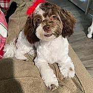 Sadie is registered to the contest to win money with this photo: dog, pet, indoor, couch, beige, brown, white, fur, cute, adorable, small_dog, fluffy, red_tuft, looking_at_camera, relaxed, domestic, floor, home, paws, expression