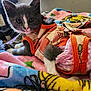 Iva The Bonelss is registered to the contest to win money with this photo: animal, blanket, cat, clothing, colorful, cozy, cute, domestic, ears, feline, fur, indoors, kitten, paws, pet, playful, resting, soft, whiskers, young