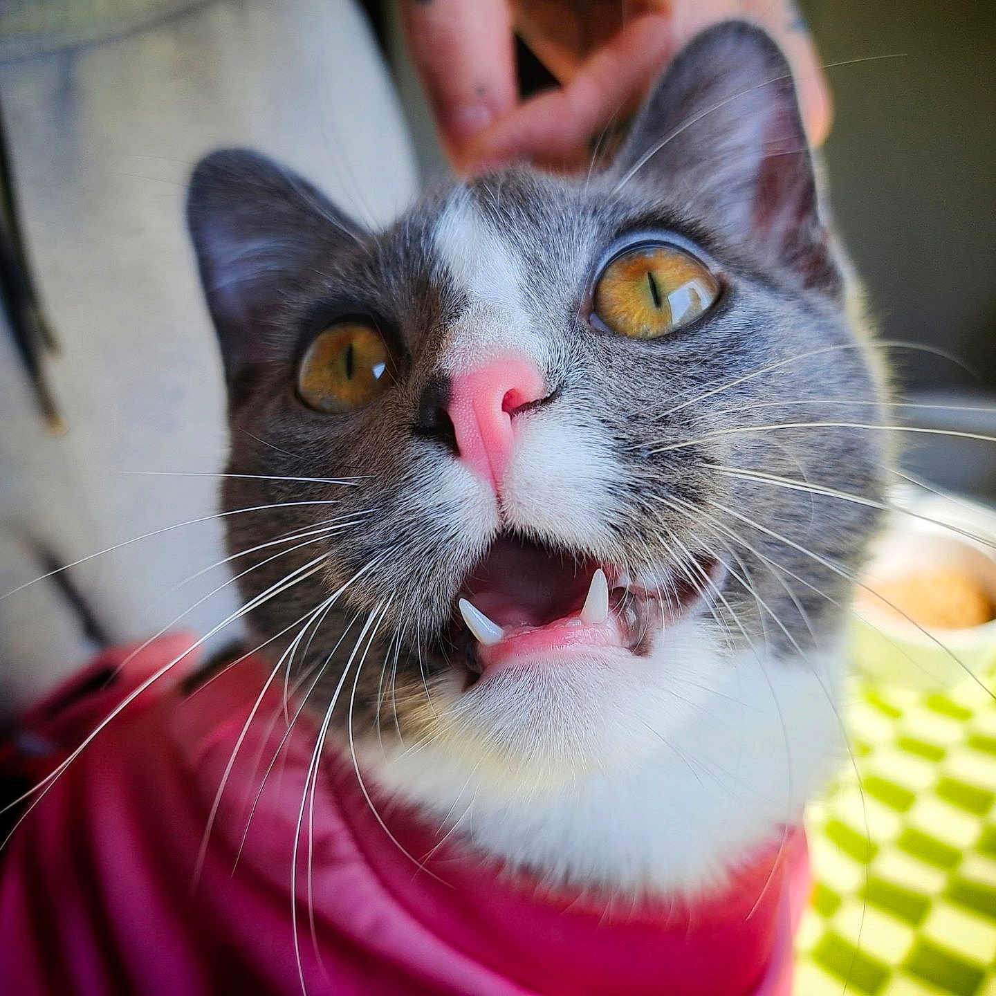 Iva The Bonelss joined the competition — help win amazing prizes! amber_eyes, animal, blurred_background, bowl, cat, close_up, cozy, curious, cute, domestic, fangs, feline, gray_and_white, hand, indoor, pet, pink_sweater, portrait, tablecloth, whiskers