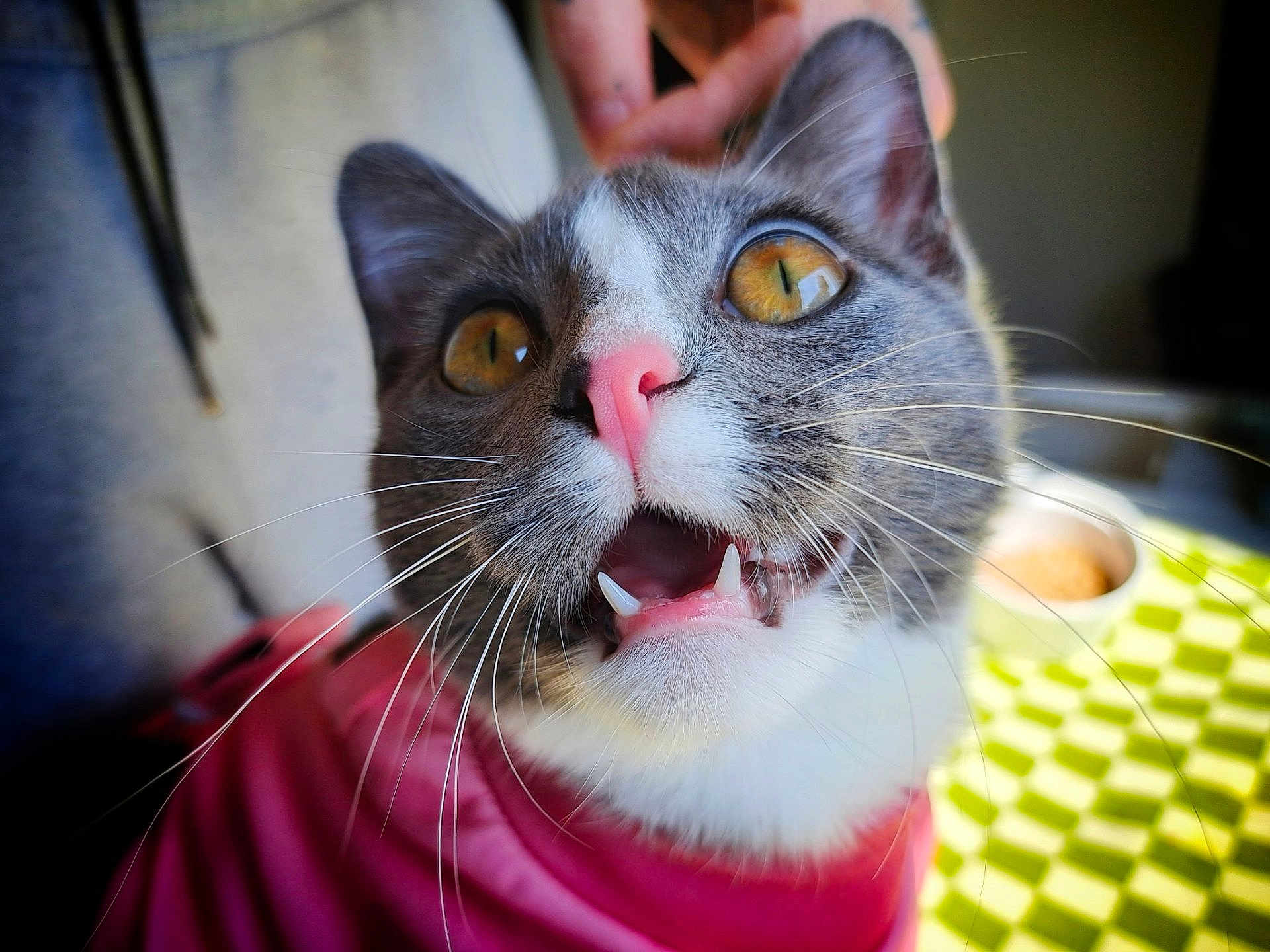 Iva The Bonelss joined the competition — help win amazing prizes! amber_eyes, animal, blurred_background, bowl, cat, close_up, cozy, curious, cute, domestic, fangs, feline, gray_and_white, hand, indoor, pet, pink_sweater, portrait, tablecloth, whiskers