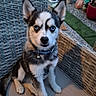 alert, animal, blue_eyes, collar, cute, dog, domestic_animal, fur, furniture, garden, husky, outdoor, pet, plants, portrait, pottery, puppy, sitting, wicker_chair, young_dog