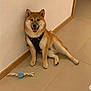 Hoshi a rejoint le concours — aidez-le/la à gagner de superbes lots ! animal, brown, canine, chew_toy, dog, domestic, floor, fur, happy, harness, indoor, pet, playful, relaxed, shiba_inu, sitting, smiling, tile_floor, toy, wall