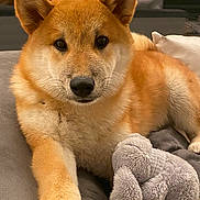 Hoshi participe au concours pour gagner de l'argent avec cette photo : animal, companion, couch, cozy, cute, dog, ears, elephant_toy, fur, home, indoor, looking_at_camera, nose, paw, pet, plush_toy, puppy, relaxing, shiba_inu, soft_toy