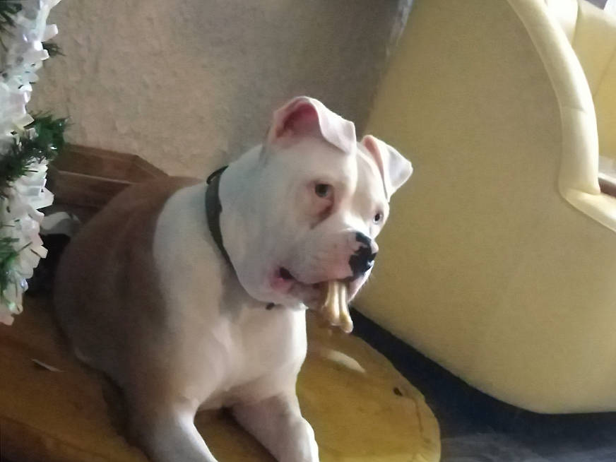 Pyke a rejoint le concours — aidez-le/la à gagner de superbes lots ! american_bulldog, australian_bulldog, bulldog, bully_kutta, canidae, carnivore, cordoba_fighting_dog, dog, dog_breed, dogo_argentino, dogo_guatemalteco, mammal, non_sporting_group, old_english_bulldog, olde_english_bulldogge, pit_bull, toy_bulldog, valley_bulldog, vertebrate, white_english_bulldog