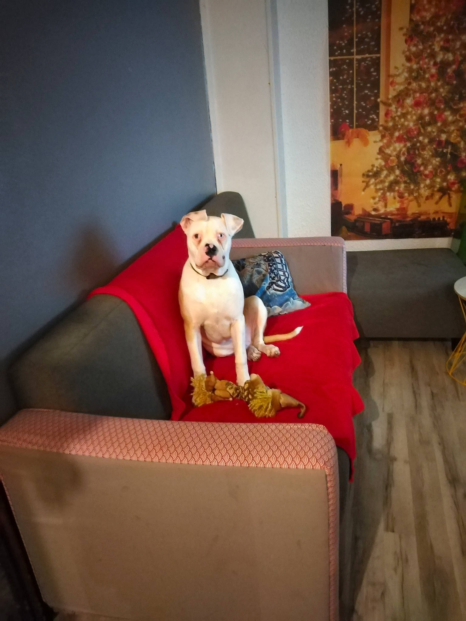 Pyke a rejoint le concours — aidez-le/la à gagner de superbes lots ! canidae, carnivore, companion_dog, couch, dog, dog_breed, fawn, floor, flooring, furniture, guard_dog, house, interior_design, leg, non_sporting_group, red, room, sitting, table