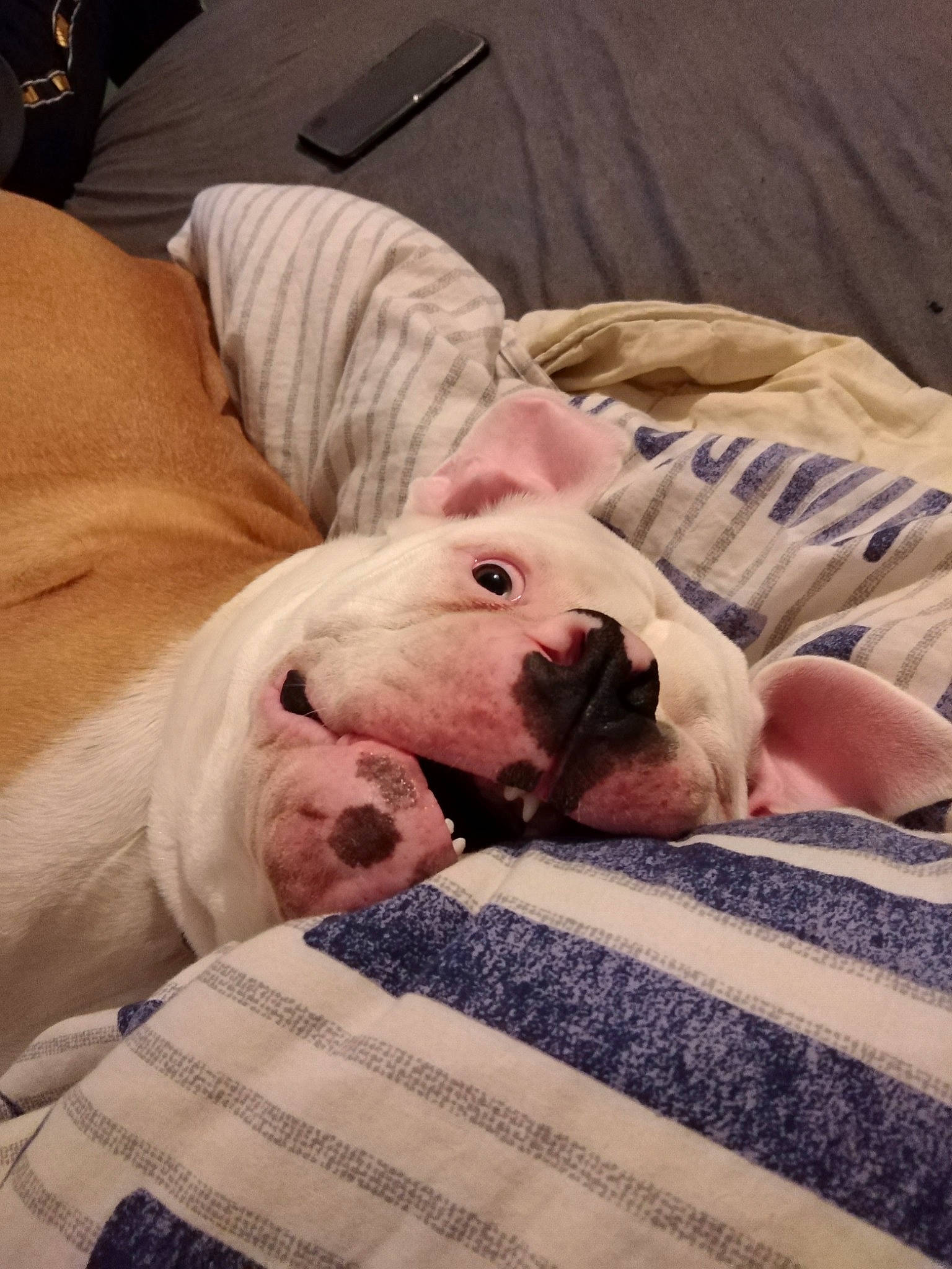 Pyke a rejoint le concours — aidez-le/la à gagner de superbes lots ! american_bulldog, bulldog, canidae, carnivore, companion_dog, dog, dog_breed, dogo_argentino, fawn, mammal, nap, non_sporting_group, puppy, puppy_love, snout, vertebrate, white_english_bulldog