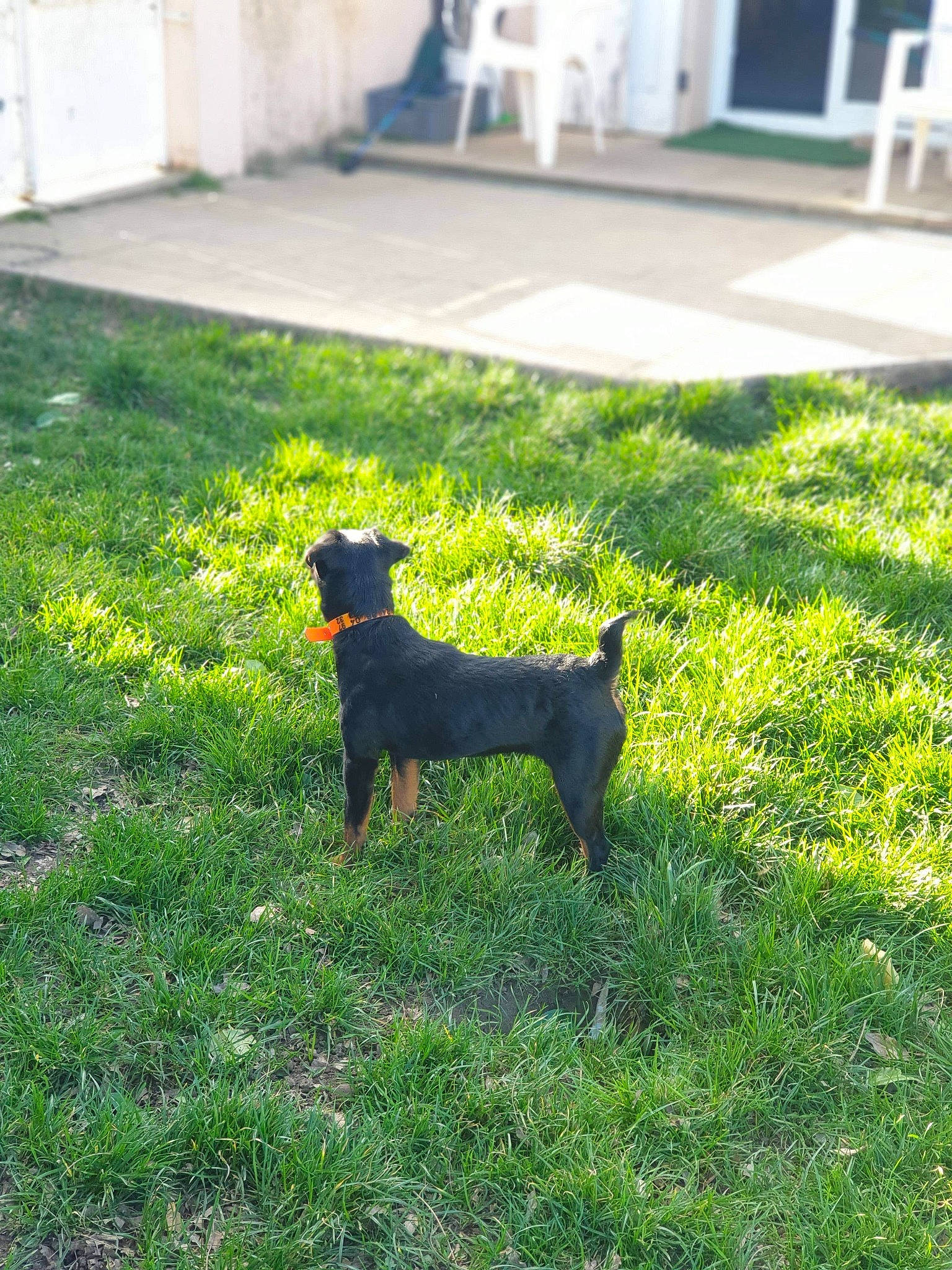 Olga participe au concours pour gagner de l'argent avec cette photo : black_and_tan_terrier, canidae, carnivore, companion_dog, dog, dog_breed, german_pinscher, grass, jagdterrier, mammal, miniature_pinscher, patterdale_terrier, plant, puppy, rare_breed_dog, rottweiler, tail, terrier, vertebrate, working_dog