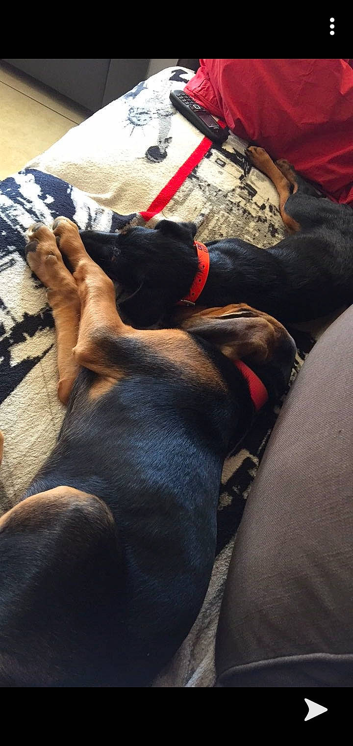 Olga participe au concours pour gagner de l'argent avec cette photo : canidae, carnivore, dog, dog_breed, guard_dog, sporting_group