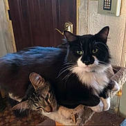 Salvador joined the competition — help win amazing prizes! cat, cats, black_and_white_cat, tabby_cat, pets, feline, cat_tree, indoor, resting, cozy, close_up, animal, whiskers, ears, fur, eyes, door, keypad, home, relaxed