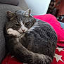 Tango participe au concours pour gagner de l'argent avec cette photo : cat, gray_cat, white_cat, pet, animal, feline, resting, curled_up, cozy, blanket, red_blanket, star_pattern, couch, indoor, relaxed, fur, paw, tail, sleepy, closeup