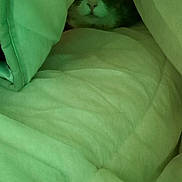 Tango participe au concours pour gagner de l'argent avec cette photo : cat, animal, pet, blanket, cozy, indoor, fur, face, eyes, green, soft, cute, comfort, hiding, resting, warm, snug, curious, feline, hidden