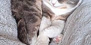 Tango a rejoint le concours — aidez-le/la à gagner de superbes lots ! cat, sleeping, fluffy_blanket, indoor, cozy, pet, feline, resting, home, fur, cute, domestic_animal, relaxation, white_paws, gray_fur, curled_up, soft_texture, quiet, peaceful, animal