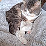 cat, sleeping, fluffy_blanket, indoor, cozy, pet, feline, resting, home, fur, cute, domestic_animal, relaxation, white_paws, gray_fur, curled_up, soft_texture, quiet, peaceful, animal