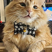 Roméo participe au concours pour gagner de l'argent avec cette photo : cat, orange_cat, fluffy, long_hair, pet, animal, bow_tie, collar, bell, portrait, close_up, sitting, front_view, whiskers, ears, eyes, indoors, furniture, wood_surface, formal_attire