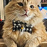 cat, orange_cat, fluffy, long_hair, pet, animal, bow_tie, collar, bell, portrait, close_up, sitting, front_view, whiskers, ears, eyes, indoors, furniture, wood_surface, formal_attire