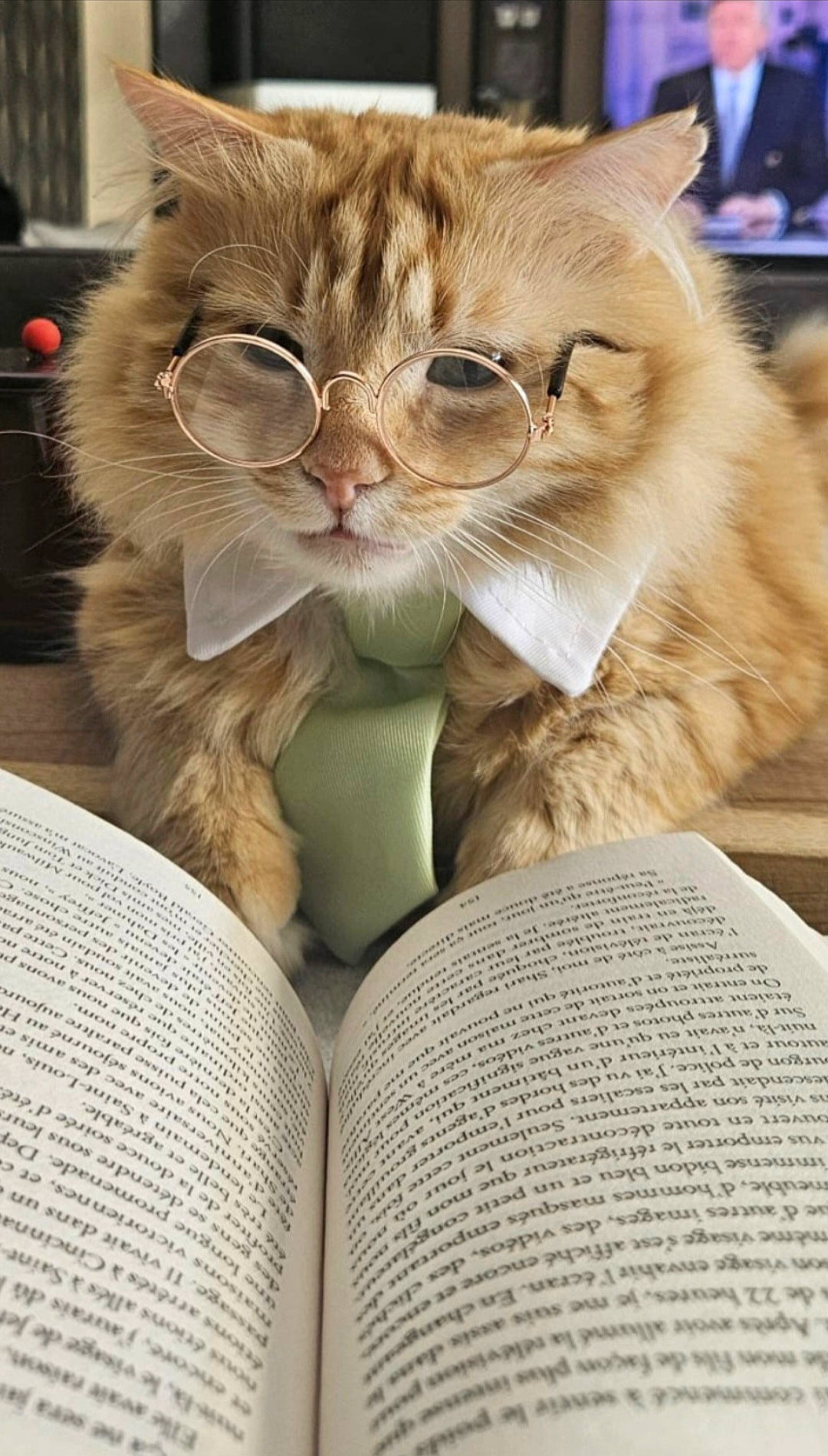 Roméo a rejoint le concours — aidez-le/la à gagner de superbes lots ! book, cat, close_up, collar, fluffy, funny, furniture, glasses, indoors, living_room, open_book, orange_cat, pet, portrait, professor, reading, scholar, table, television, tie