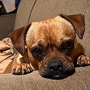 Zeus is registered to the contest to win money with this photo: dog, pet, close_up, brown_fur, couch, indoor, resting, paws, face, ears, animal, canine, looking_up, cozy, texture, fur, snout, home, relaxed, companion