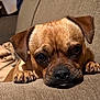 dog, pet, close_up, brown_fur, couch, indoor, resting, paws, face, ears, animal, canine, looking_up, cozy, texture, fur, snout, home, relaxed, companion