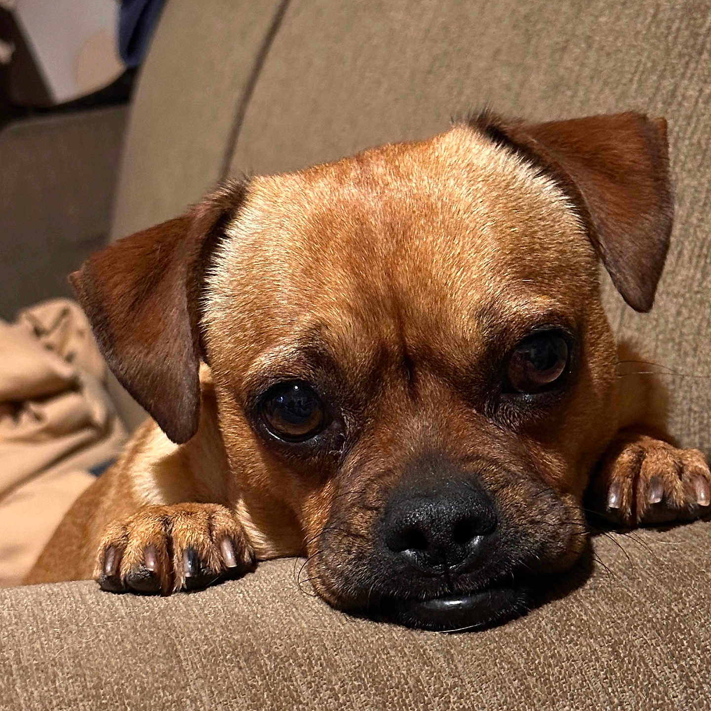 Zeus is registered to the contest to win money with this photo: animal, brown_fur, canine, close_up, companion, couch, cozy, dog, ears, face, fur, home, indoor, looking_up, paws, pet, relaxed, resting, snout, texture