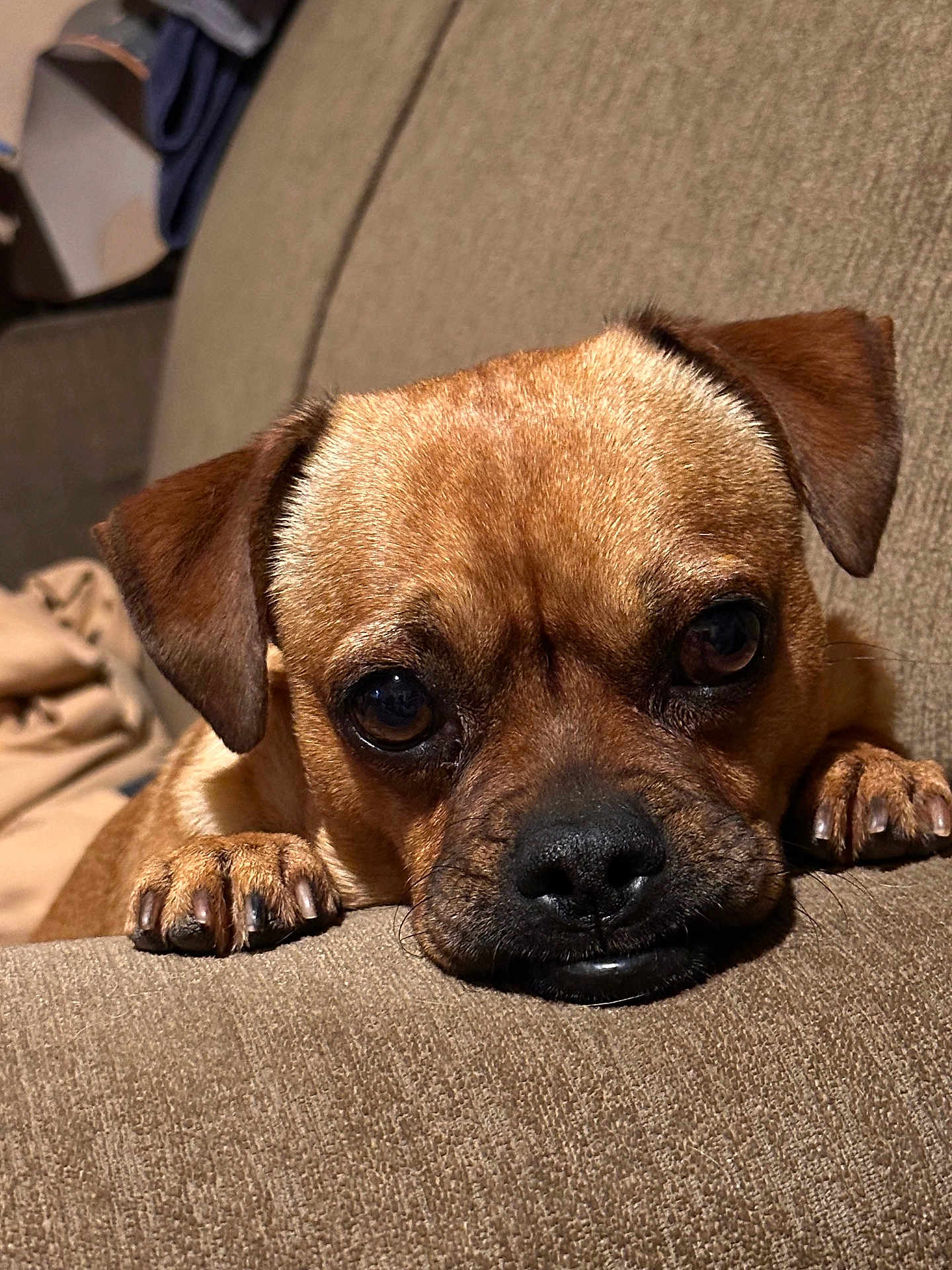 Zeus is registered to the contest to win money with this photo: dog, pet, close_up, brown_fur, couch, indoor, resting, paws, face, ears, animal, canine, looking_up, cozy, texture, fur, snout, home, relaxed, companion
